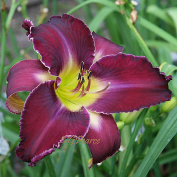 the Lily Auction - The Fun Daylily Marketplace