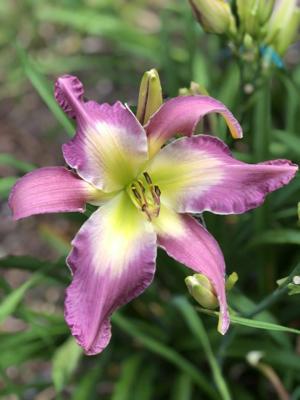 the Lily Auction - The Fun Daylily Marketplace