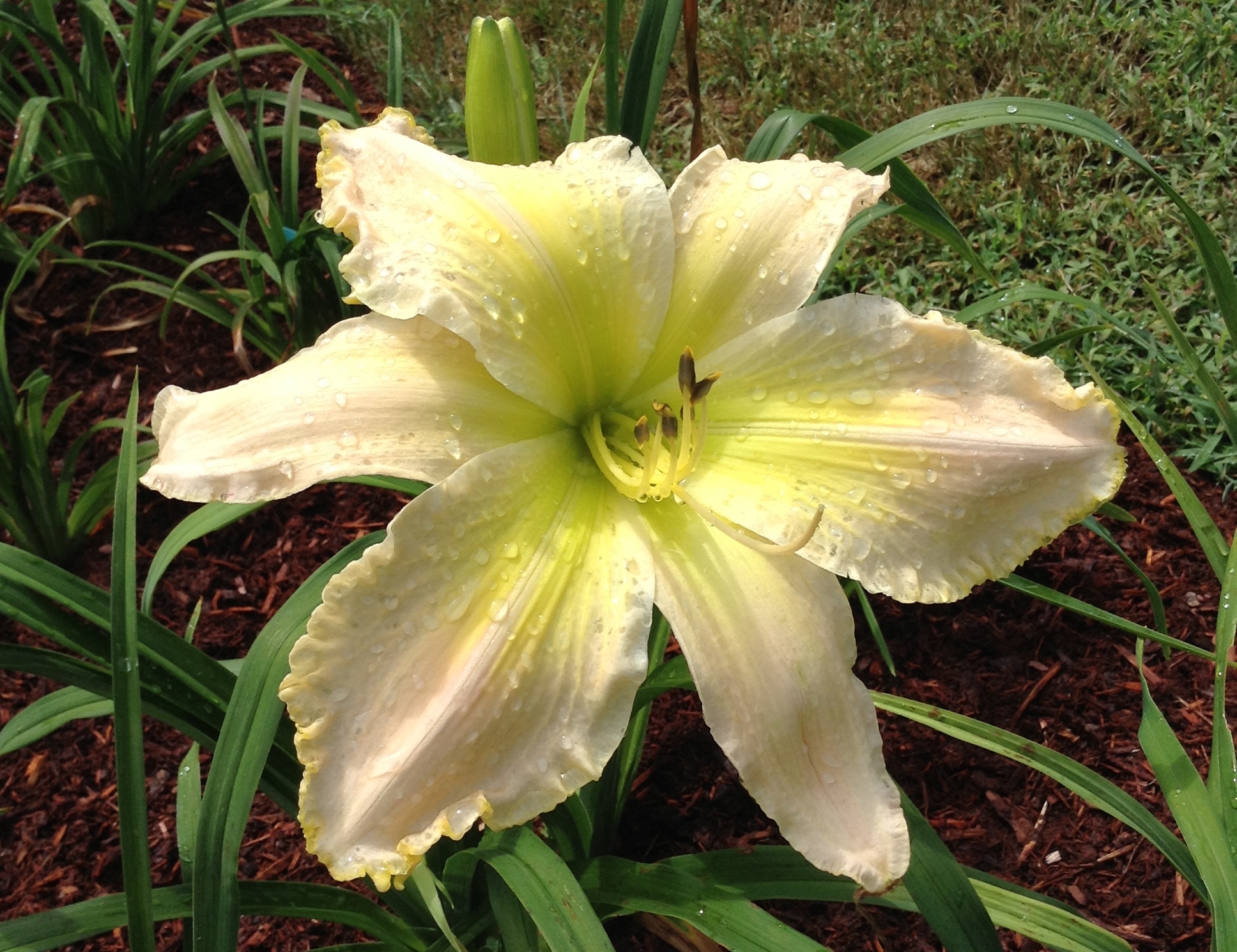 the Lily Auction - The Fun Daylily Marketplace