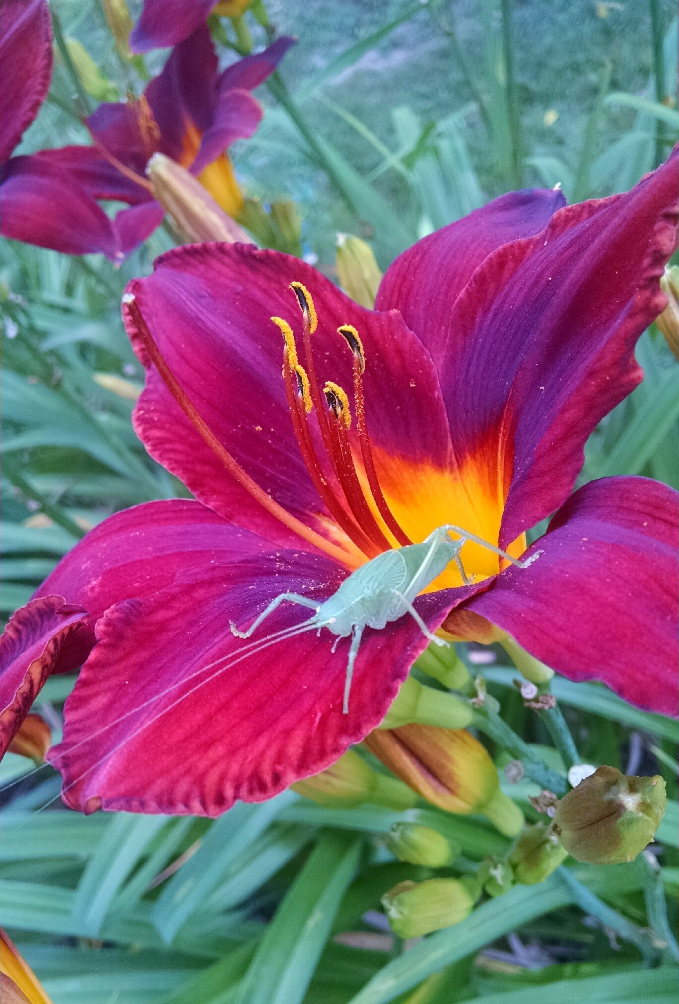 the Lily Auction - The Fun Daylily Marketplace